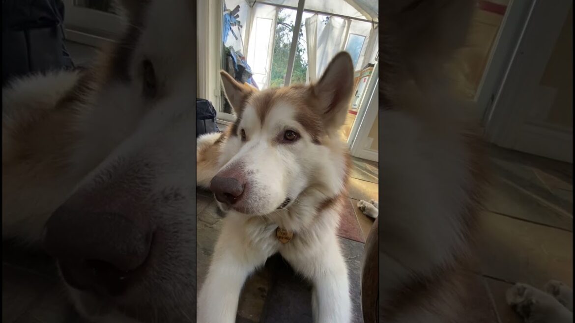 Sing Happy Birthday To Me Already #malamutelovers #adogslife #alaskanmalamutes