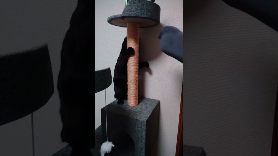 若かりし頃はボクサーだったクロちゃん