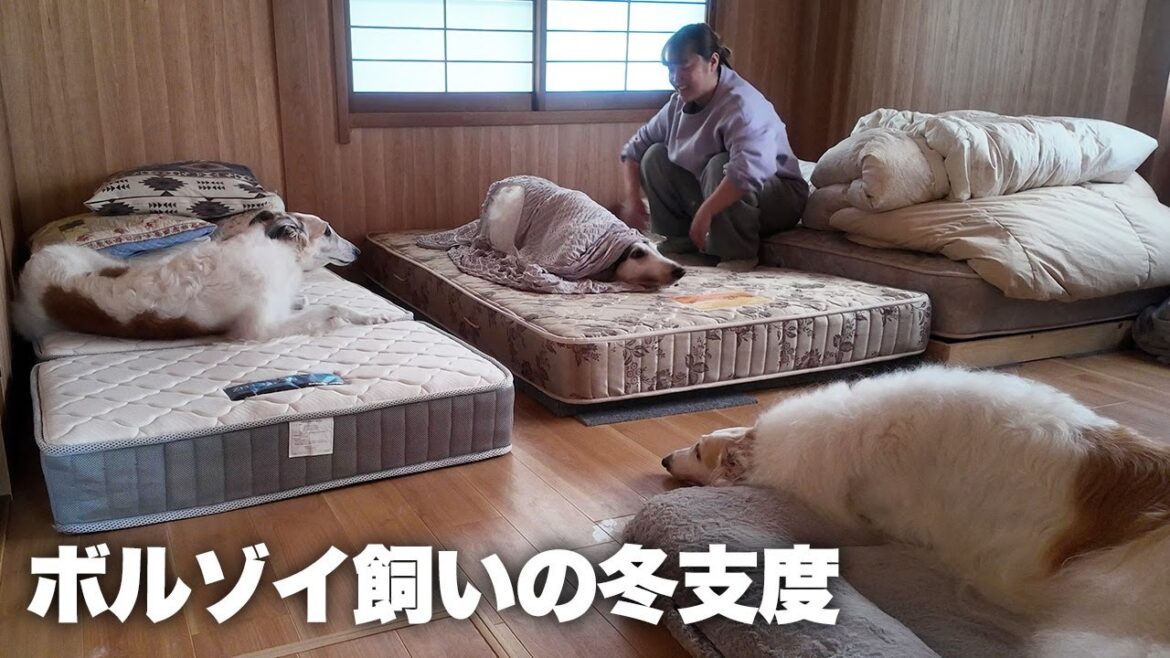 【ボルゾイ飼いの冬支度】朝晩が冷え込んできたので、冬支度を始めました♪ 【ボルゾイ飼いの冬支度】朝晩が冷え込んできたので、冬支度を始めました♪
