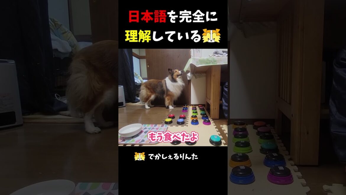 日本語を完全に理解しているシェルティ【会話ボタンでしゃべる犬】 #shorts #dog