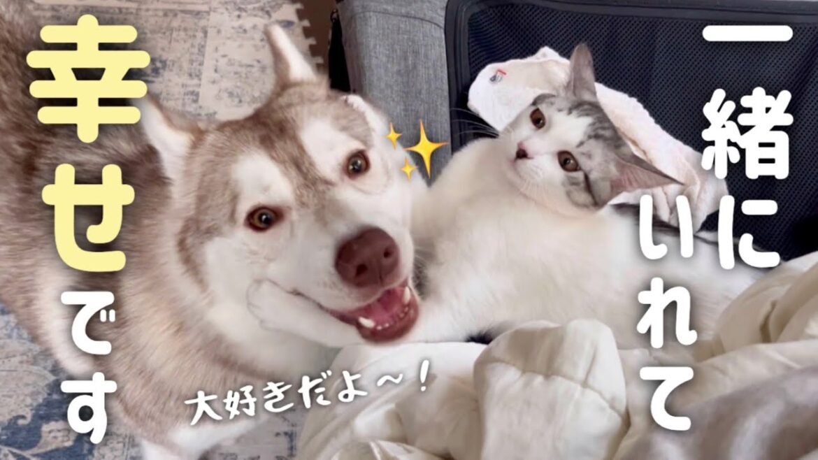 子猫と一緒にいられて幸せそうなハスキー姉妹【シベリアンハスキー】