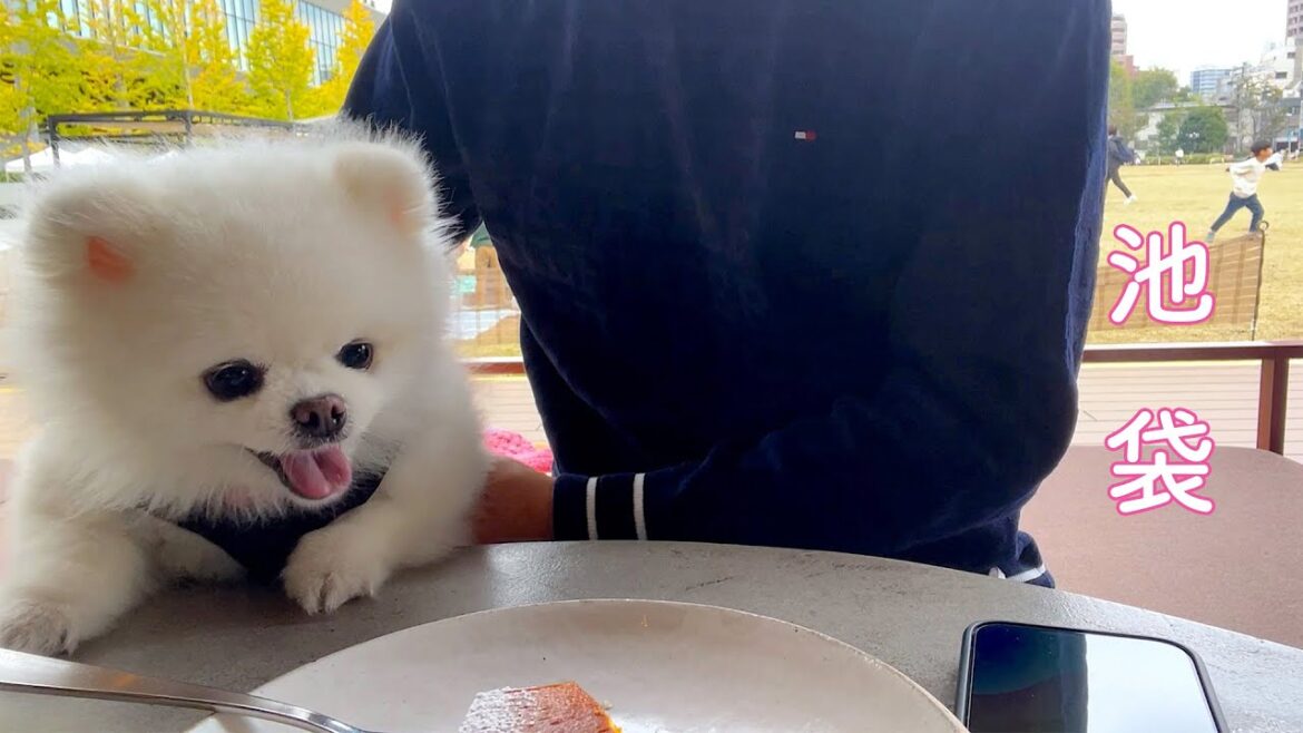 【東京散歩】池袋で穏やかな時間を過ごす独身男とポメラニアンの休日 【東京散歩】池袋で穏やかな時間を過ごす独身男とポメラニアンの休日