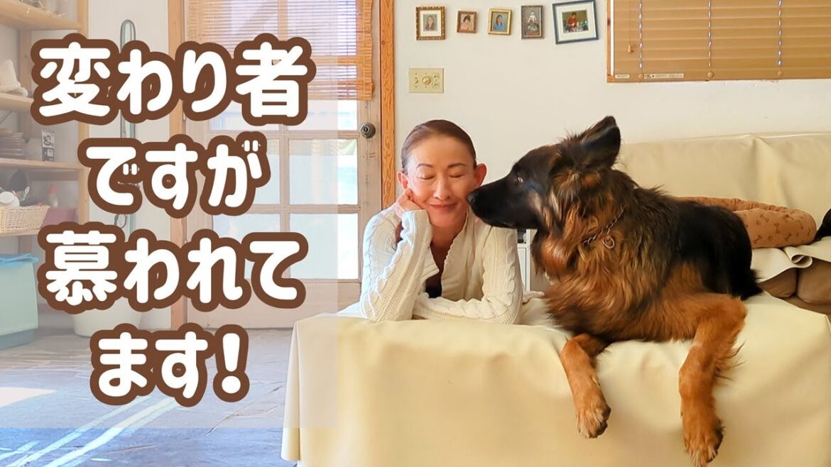【ジャーマンシェパード】人からは犬のことしか興味のない、変なおばさんって言われてますが犬には好かれています(笑)😁