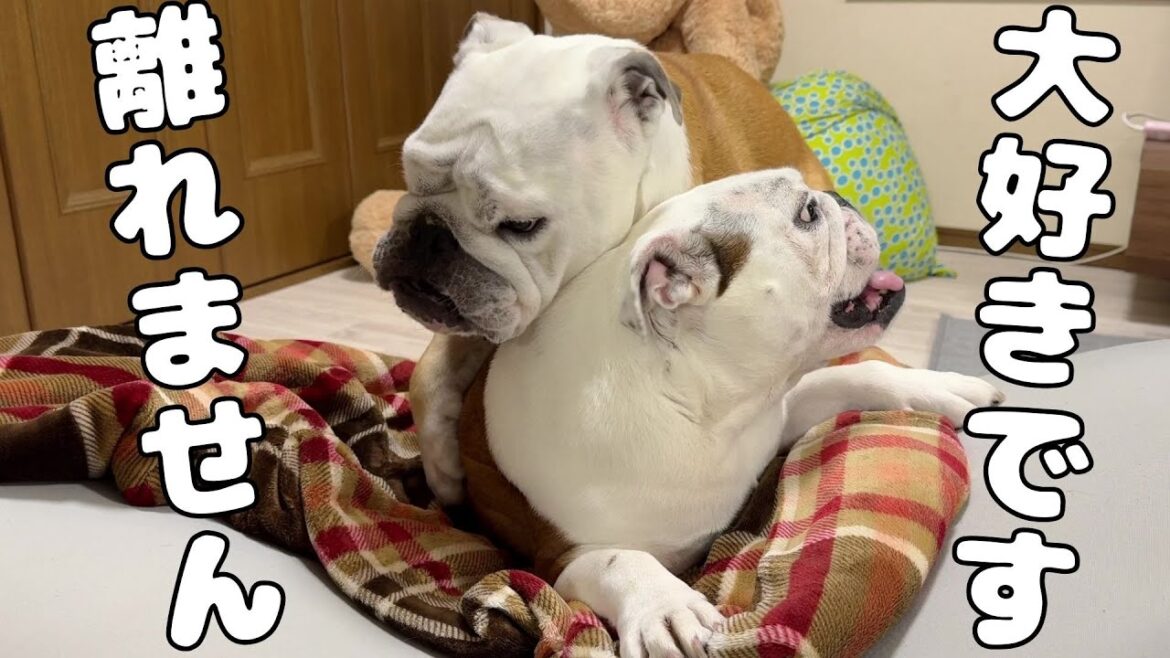 妹の事が大好き過ぎて家の中でずっと「LOVE✖２」し続けるブルドッグのぶるまるです…