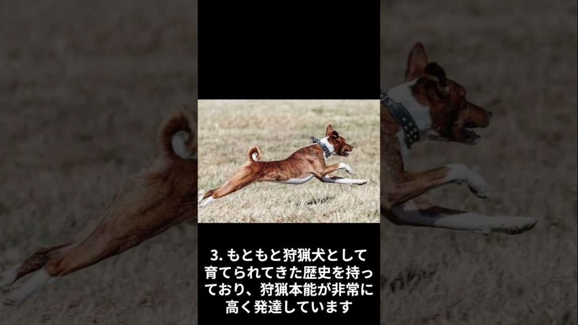 バセンジーの特徴5選　#shorts #animals #dog #basenji
