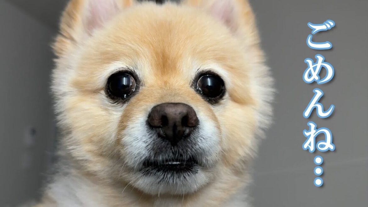 体調不良の飼い主を心配する愛犬の姿に、胸が締め付けられました…