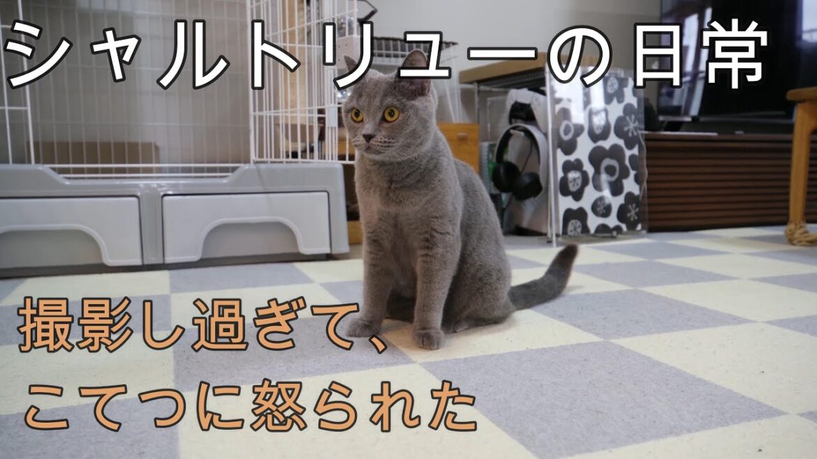 シャルトリューの日常。最後は怒られた