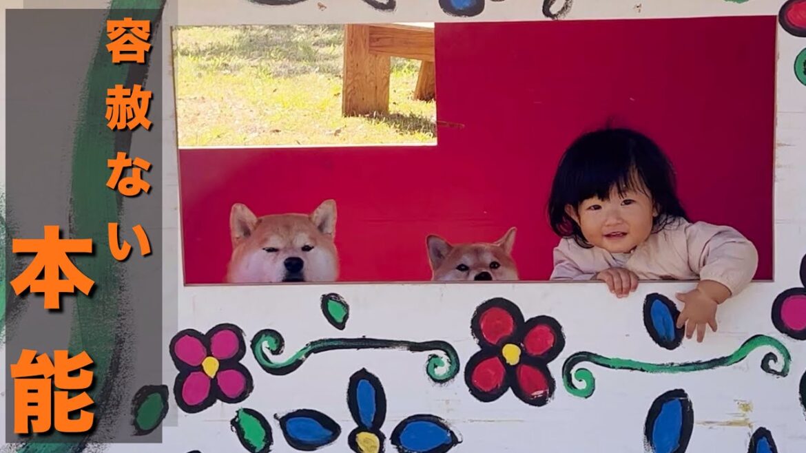 大好きな飛行機を見て怯えて泣く1歳児、砂浜で更に追い討ちする柴犬 大好きな飛行機を見て怯えて泣く1歳児、砂浜で更に追い討ちする柴犬