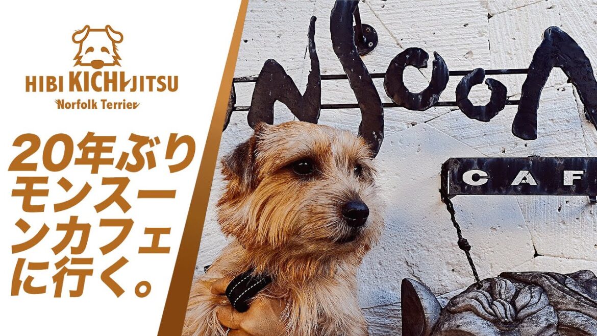 愛犬キチ  モンスーンカフェ「monsoon cafe」代官山【 ノーフォークテリア kichi norfolkterrier  吉 daikanyama 】