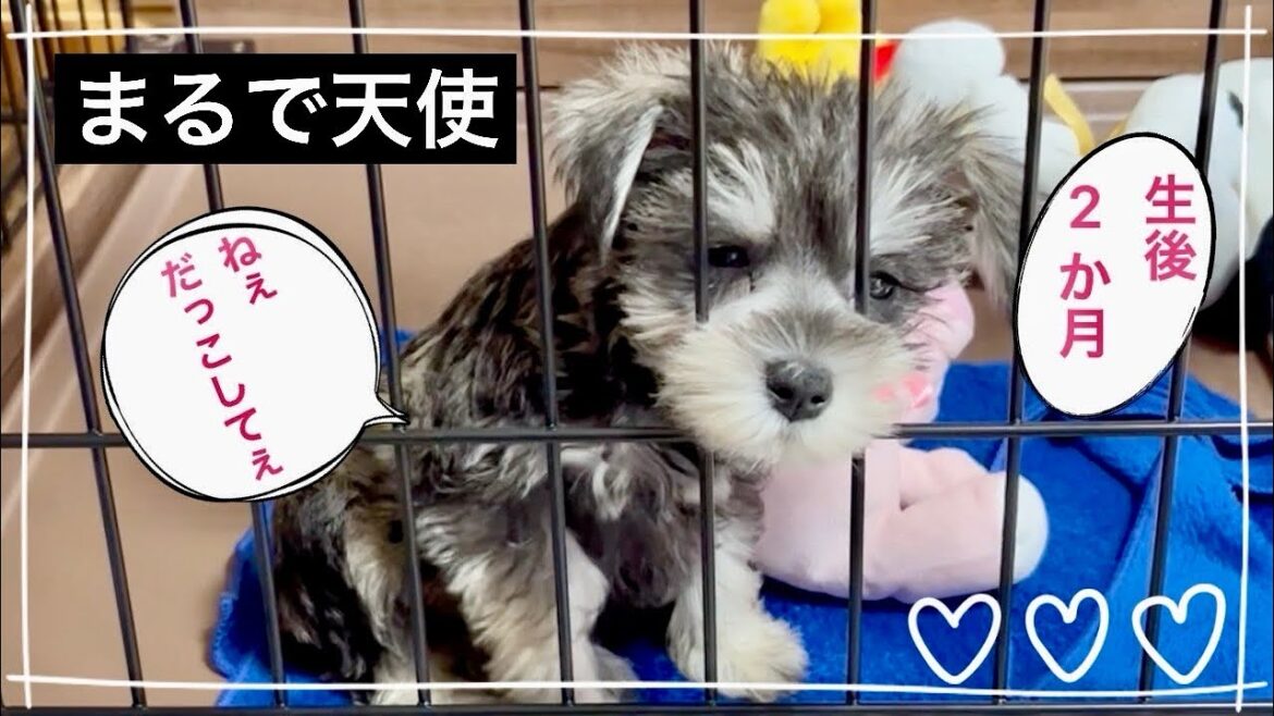【お迎え1週間】可愛いすぎて苦しい❤️天使が舞い降りた