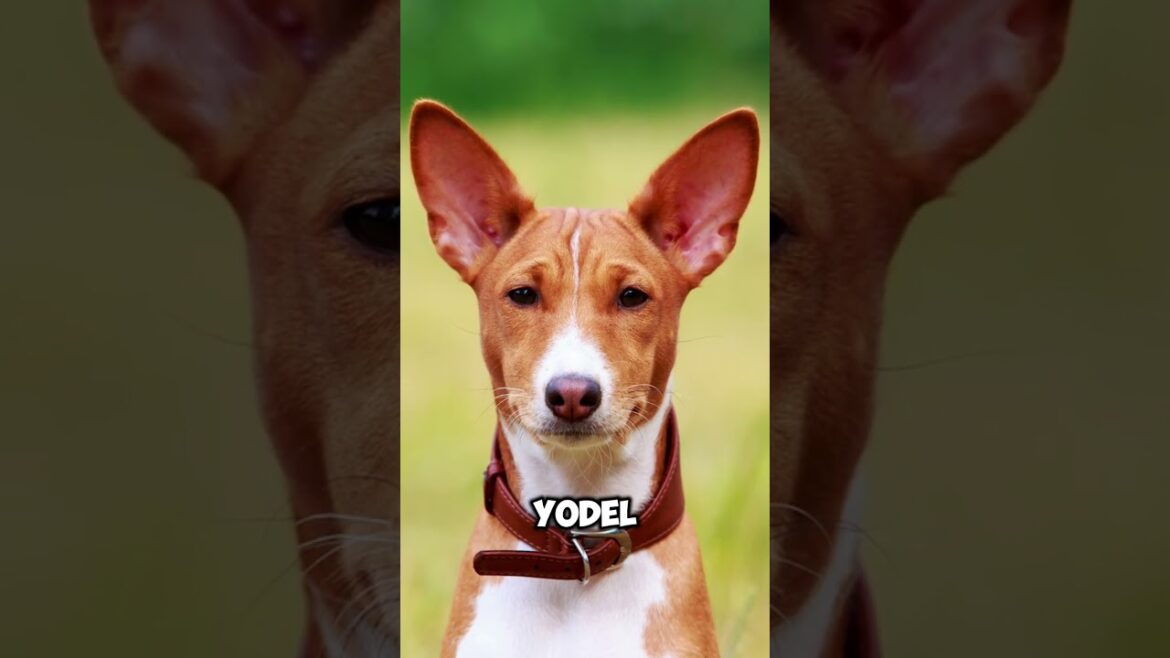 Basenji Dog Breed #shorts #trending