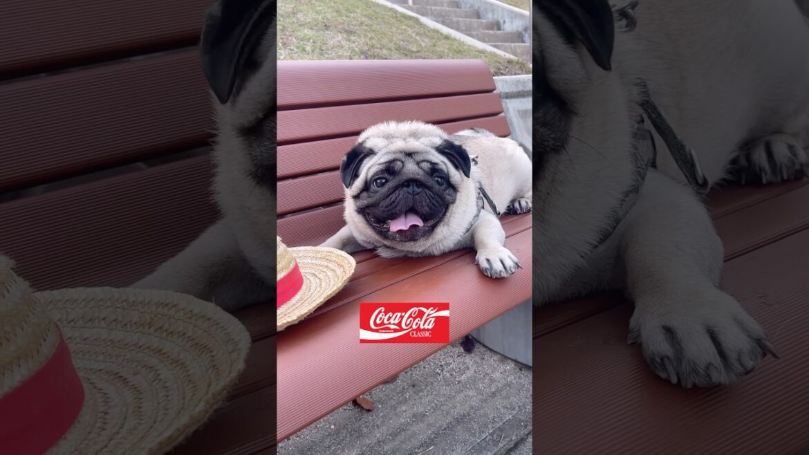 コカコーラのCMに　#パグ#癒し #pug
