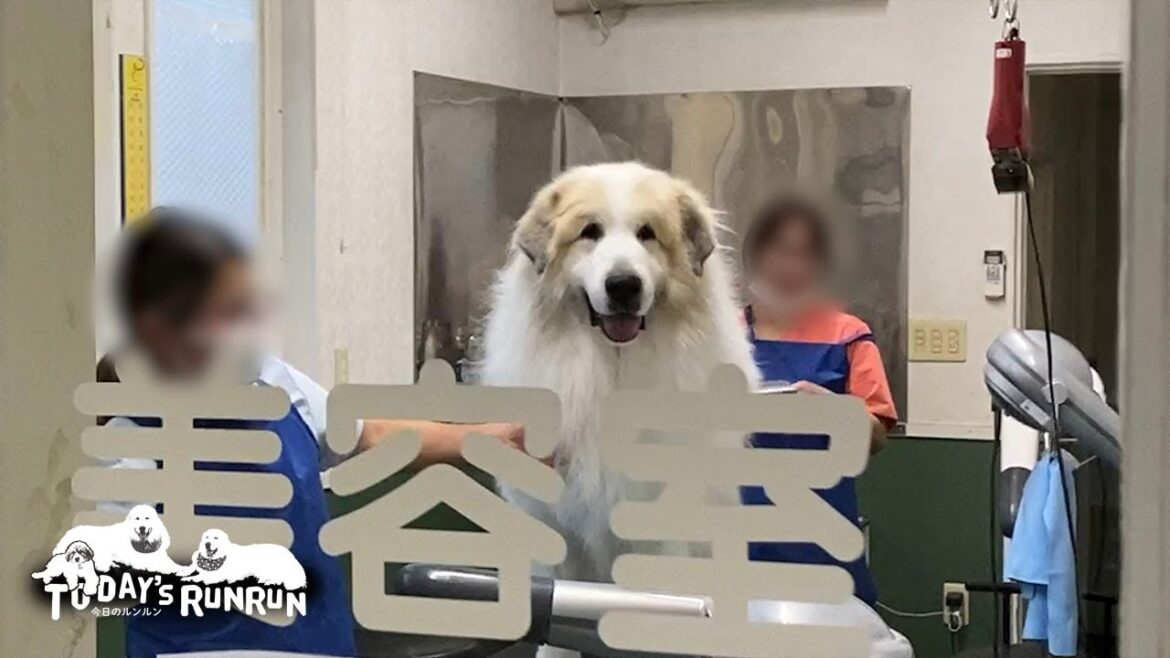 もうすぐ10歳だけどお父さんを見つけるとベビーフェイスになるアランです　Great Pyrenees　グレートピレニーズ