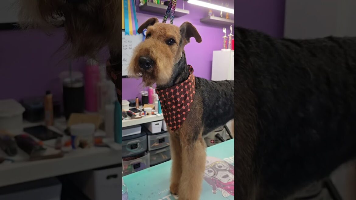 If you guessed Airedale Terrier earlier, get yourself a cookie! I 🖤 Atlas, isn't he handsomeeee 😍