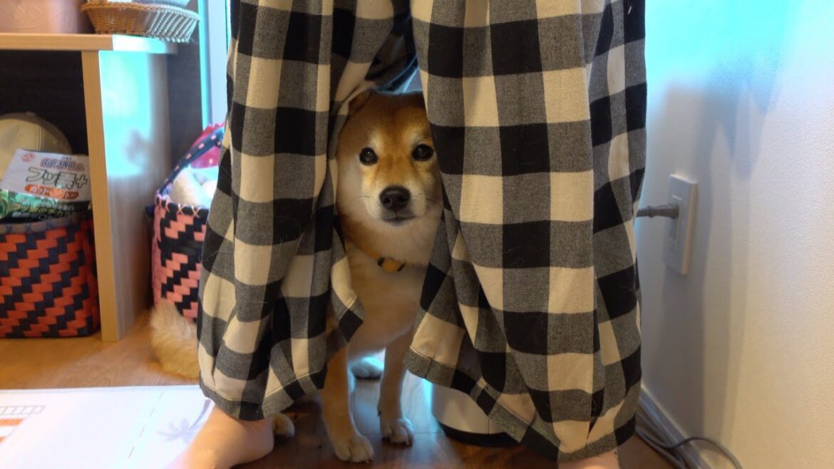 柴犬ハチ‥弟の誕生日会で、様子がおかしくなる。 柴犬ハチ‥弟の誕生日会で、様子がおかしくなる。