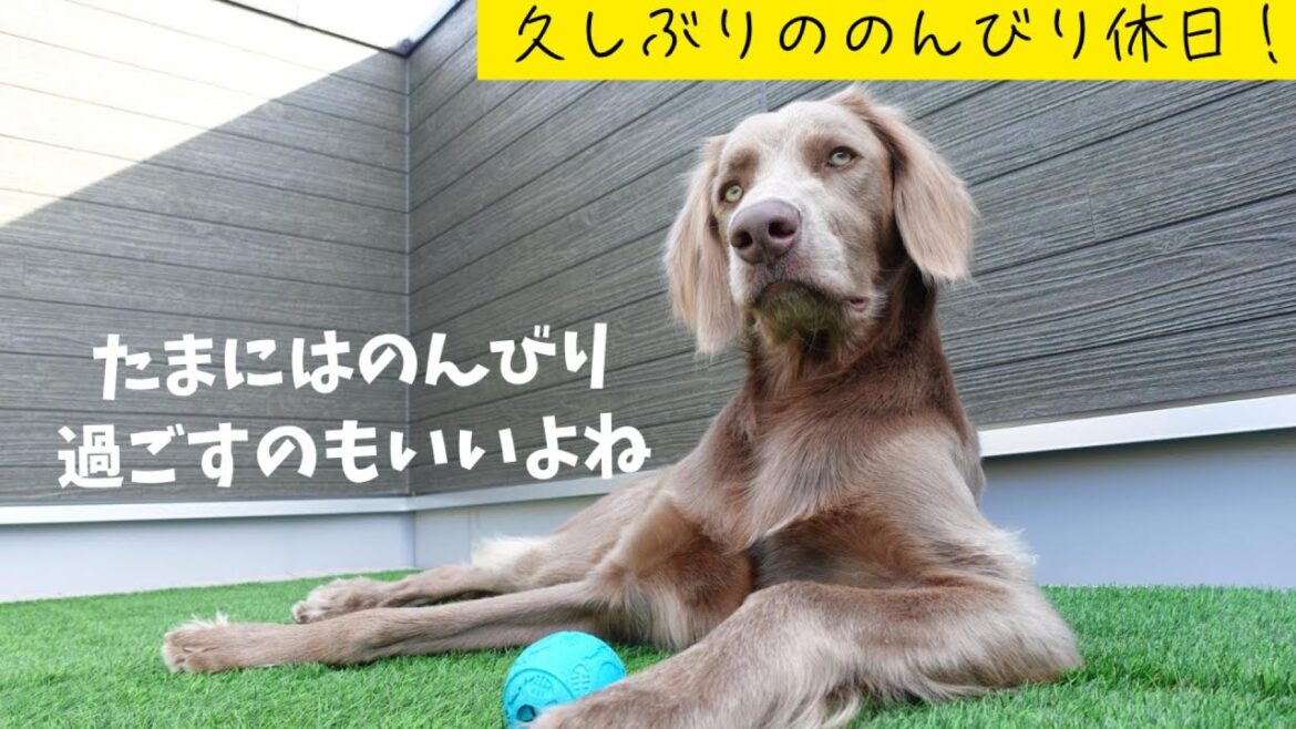 【ルルちゃん日記#48】ワクチン接種してのんびり休日を過ごしました！