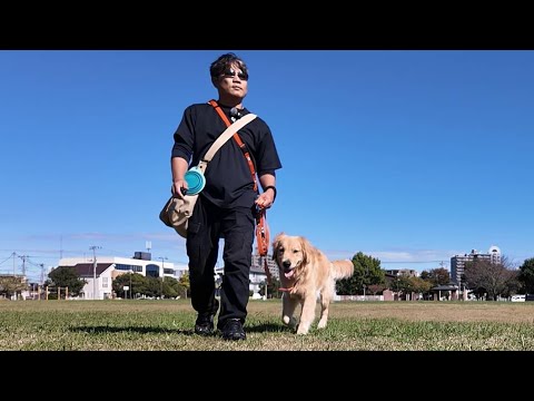 要注意!生後9ヶ月反抗期を迎えた子犬のお散歩とは。【Golden Retriever japan】 要注意!生後9ヶ月反抗期を迎えた子犬のお散歩とは。【Golden Retriever japan】