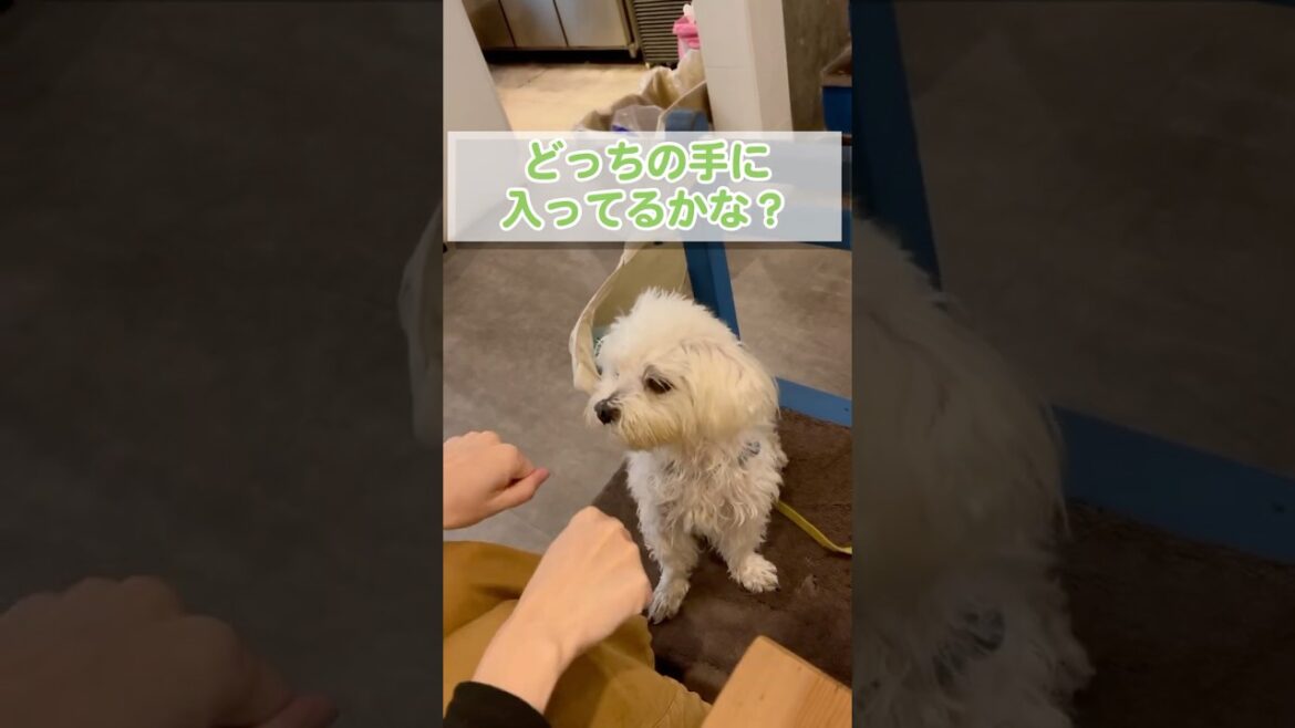 ゲームに挑戦した食いしん坊の愛犬は当てられる？【マルチーズ】#shorts