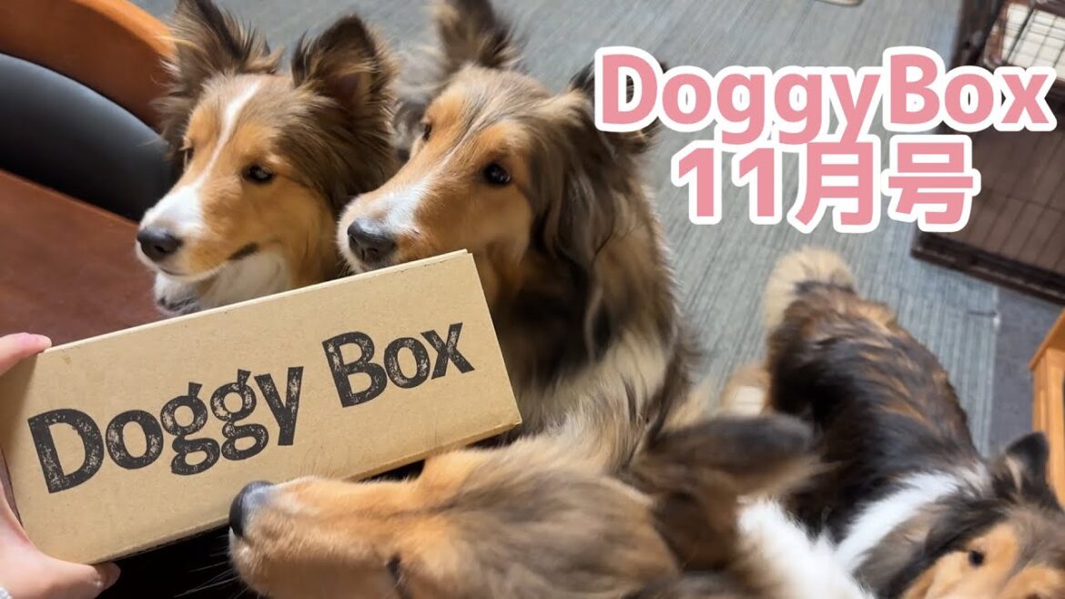 【シェルティ】DoggyBox11月号🎁【ワクワクした】