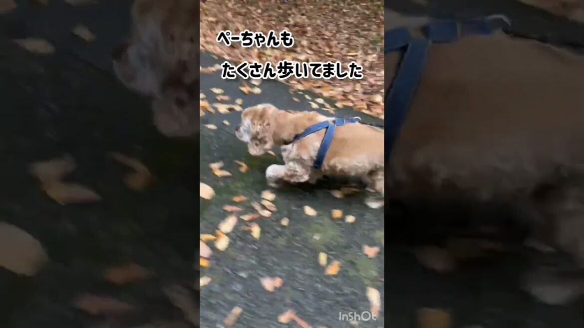 初めての公園は刺激的 #shorts #キャバリアキングチャールズスパニエル #アメリカンコッカースパニエル #トイプードル