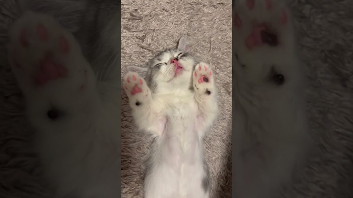 この獣が家に住み着いたら終わりですA  most scariest beast settled in my house