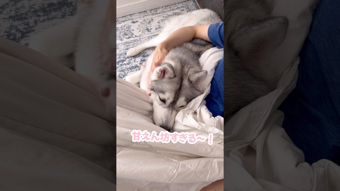 うちのハスキーが甘えん坊すぎる… #シベリアンハスキー #ハスキー #ハスキー犬 うちのハスキーが甘えん坊すぎる… #シベリアンハスキー #ハスキー #ハスキー犬