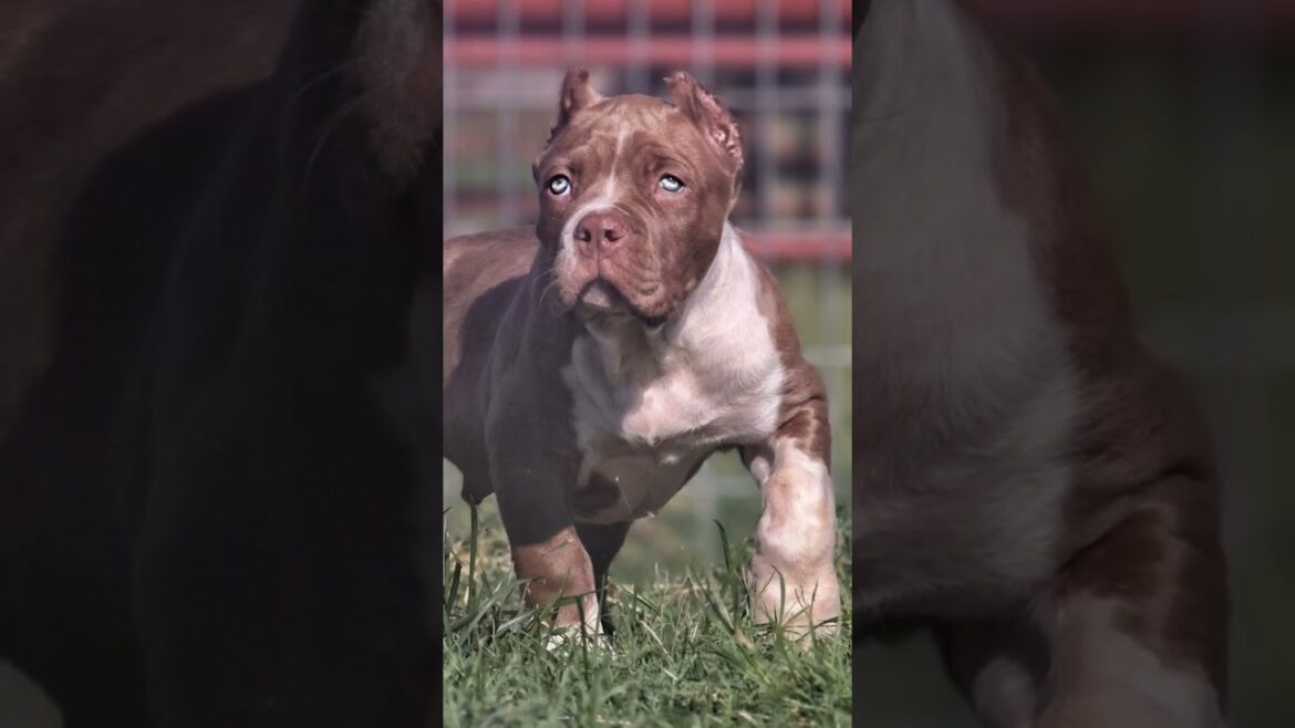 AMERICAN PITBULL PUPPY STATUS 🔥🔥🔥 #pitbull #life #status #attitude_whatsapp_status #trending #shorts