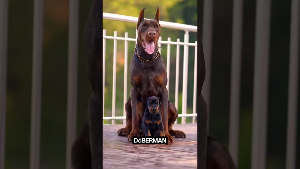 ¿Es el Doberman el perro perfecto para ti? #shorts #doberman #dobermantraining #shotsvideo