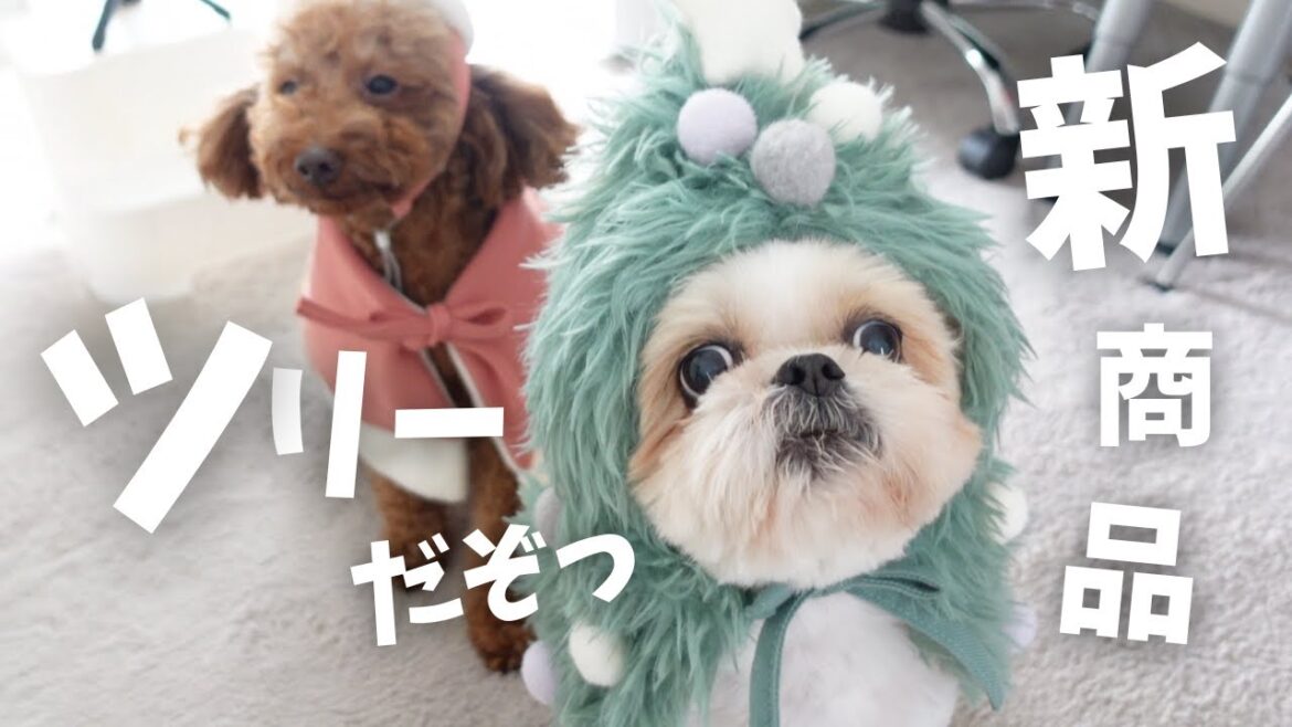 【3COINS新商品】可愛すぎる わちゃわちゃクリスマス。これでインスタ映え間違いないwww~多頭飼い~チワ シーズー ミニチュアピンシャー トイプードル 【3COINS新商品】可愛すぎる わちゃわちゃクリスマス。これでインスタ映え間違いないwww~多頭飼い~チワ シーズー ミニチュアピンシャー トイプードル