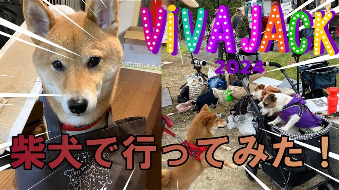 柴犬がジャックラッセルテリアの祭典に参戦⁉【VIVA JACK2024】 #VIVAJACK2024 #ジャックラッセルテリア #柴犬 柴犬がジャックラッセルテリアの祭典に参戦⁉【VIVA JACK2024】 #VIVAJACK2024 #ジャックラッセルテリア #柴犬