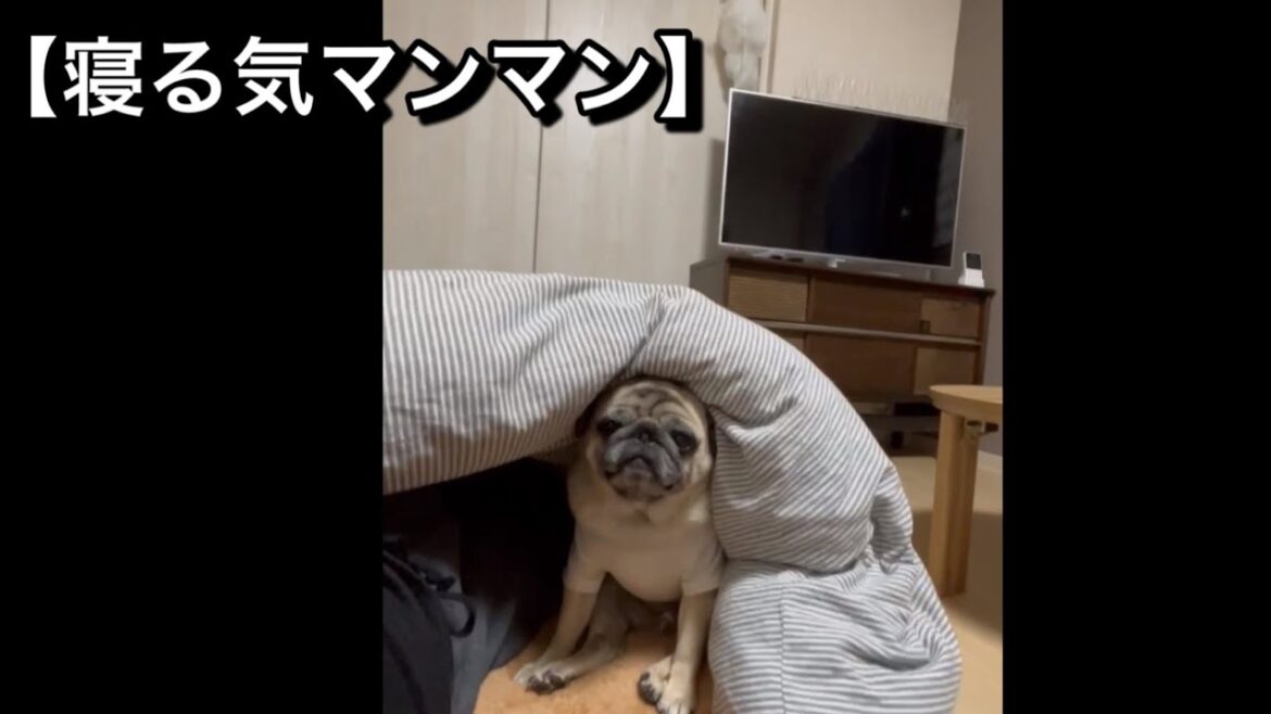 かわいいパグとベッタリしてきました　【パグ侍ももたろ】