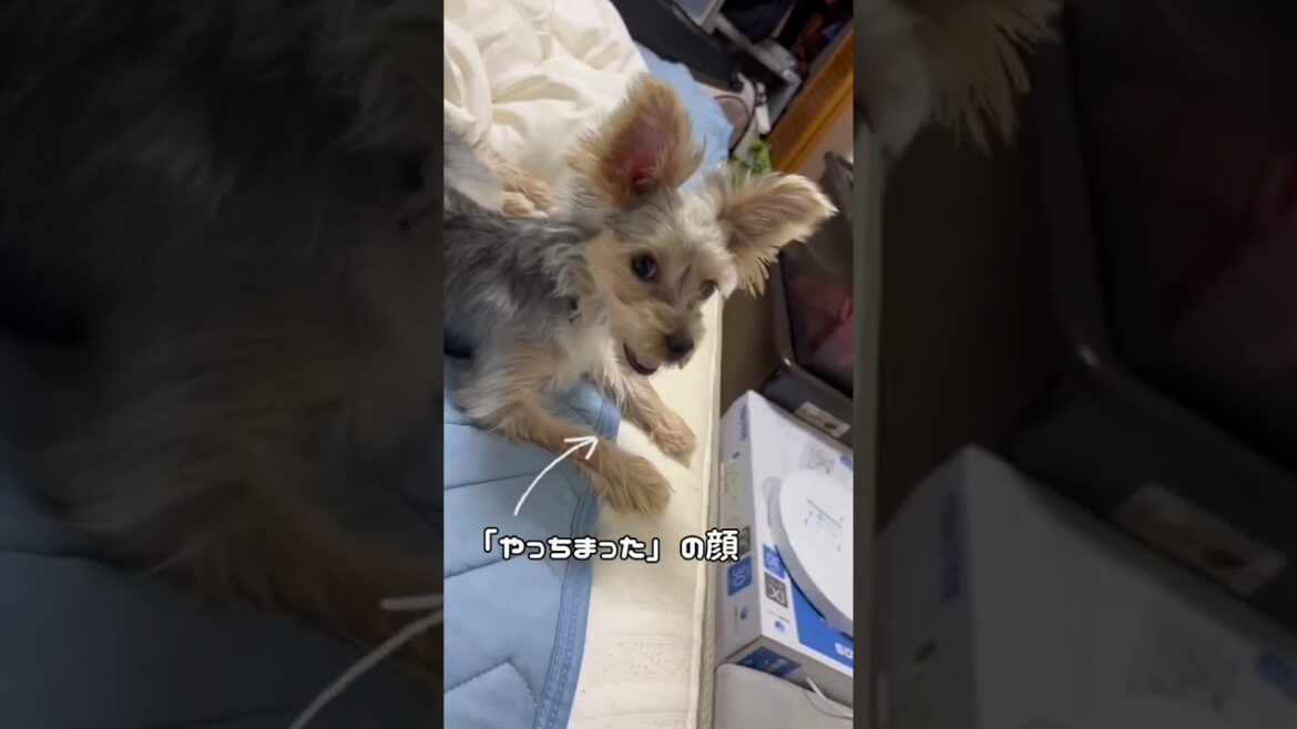 【ヨーキー】おもちゃを落とした子犬の反応🐶 #ヨークシャーテリア #ヨーキー #yorkshireterrier #子犬 #犬のいる暮らし #puppy