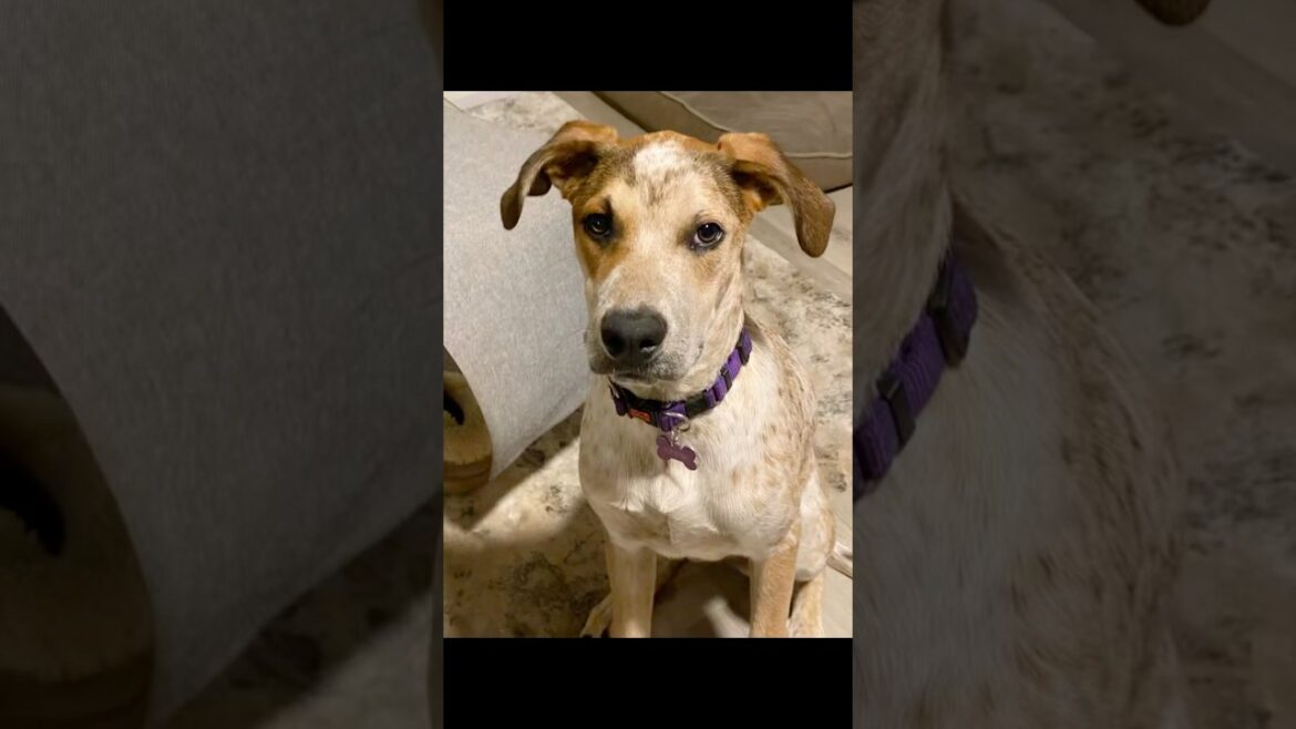 She was worth every penny! #dog