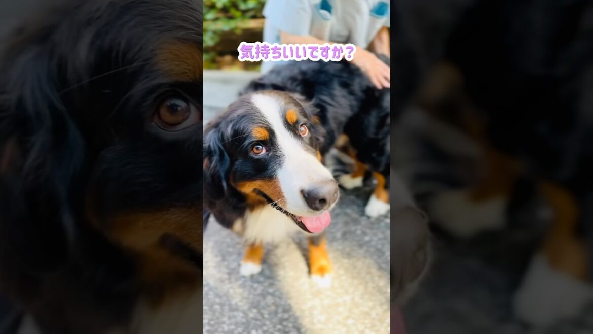 バーニーズ 🐾 散歩の途中で極上マッサージ体験！