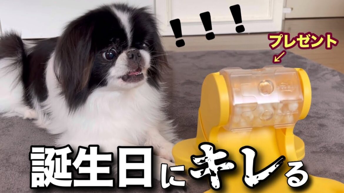 愛犬の狆(チン)に誕生日プレゼントを渡したら激オコでまさかの展開に...