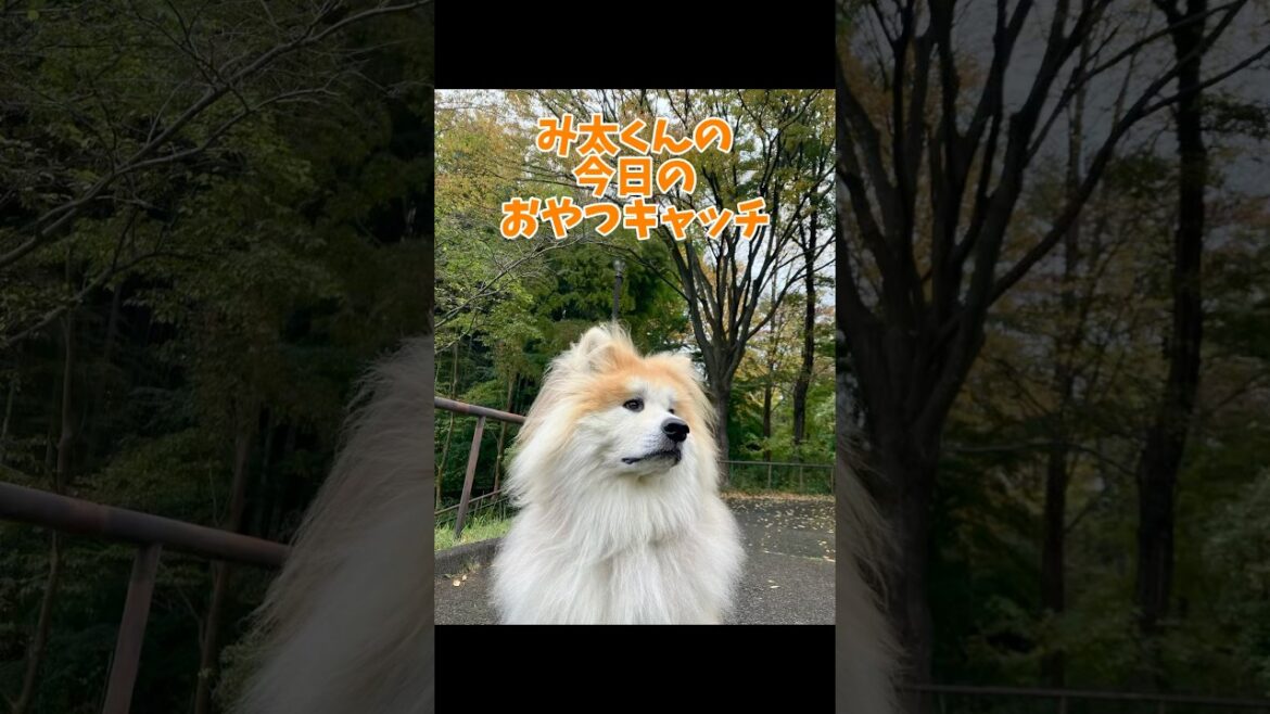 み太くんの今日のおやつキャッチvol.47 #秋田犬 #shorts #もふもふ