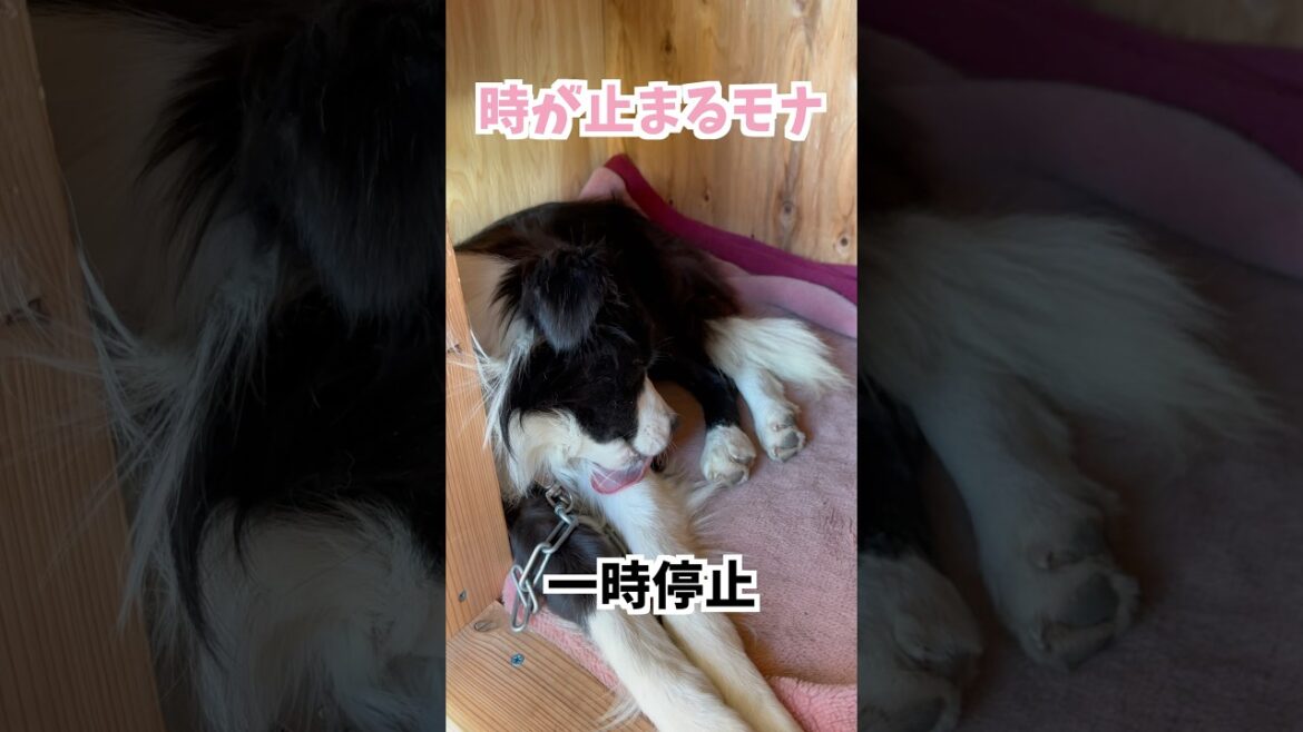 一時停止したかのように時が止まるモナ#モナ#ボーダーコリー#shorts