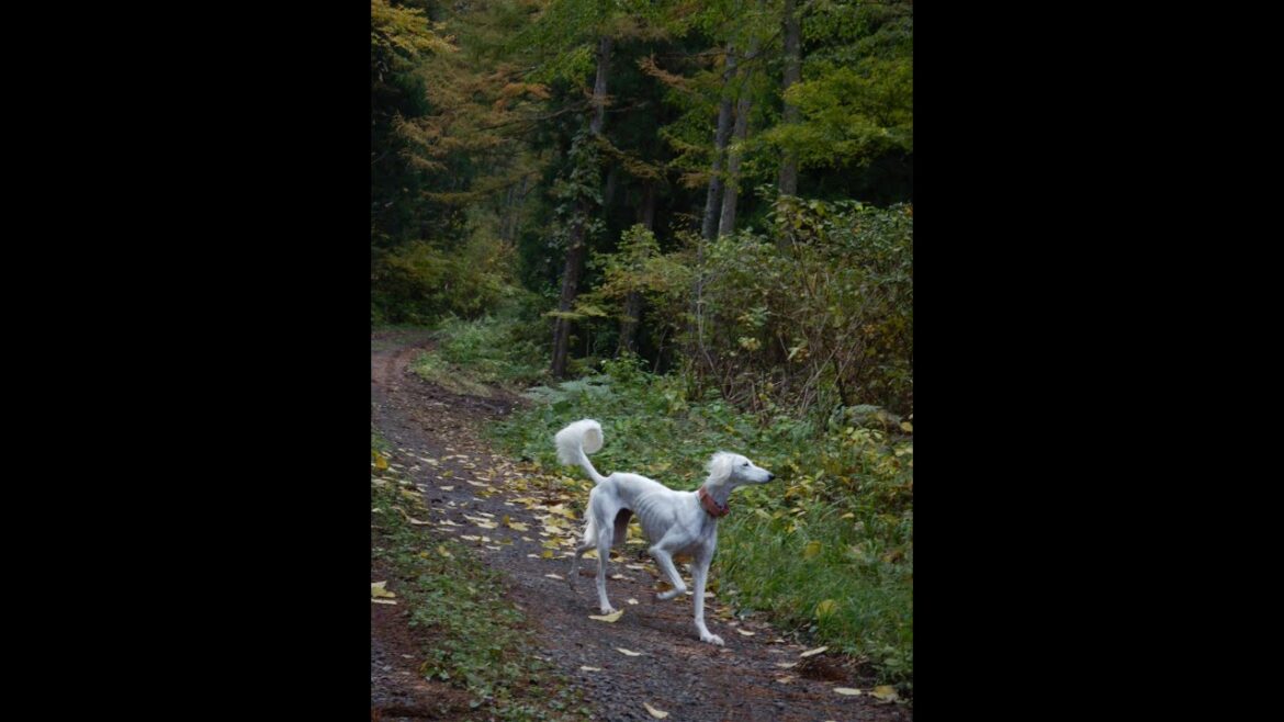 サルーキ　みしぇる！一足遅れの鹿追い♪（Saluki)