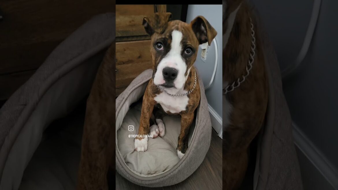 Meet Rosie