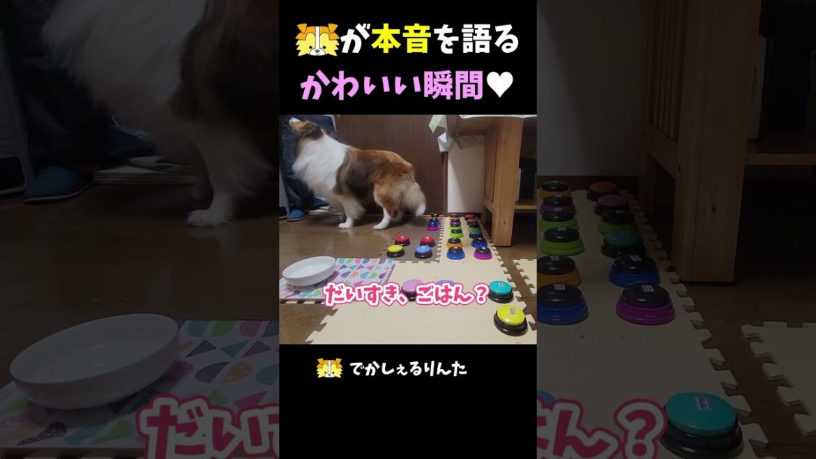 シェルティが本音を語るかわいい瞬間【会話ボタンでしゃべる犬】 #shorts #dog