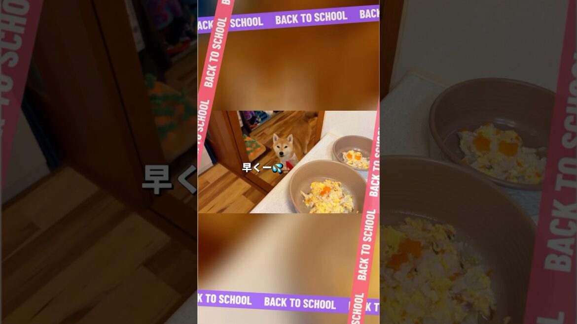 犬用雑炊に大興奮⁉️😂#柴犬 #チワワ #shorts