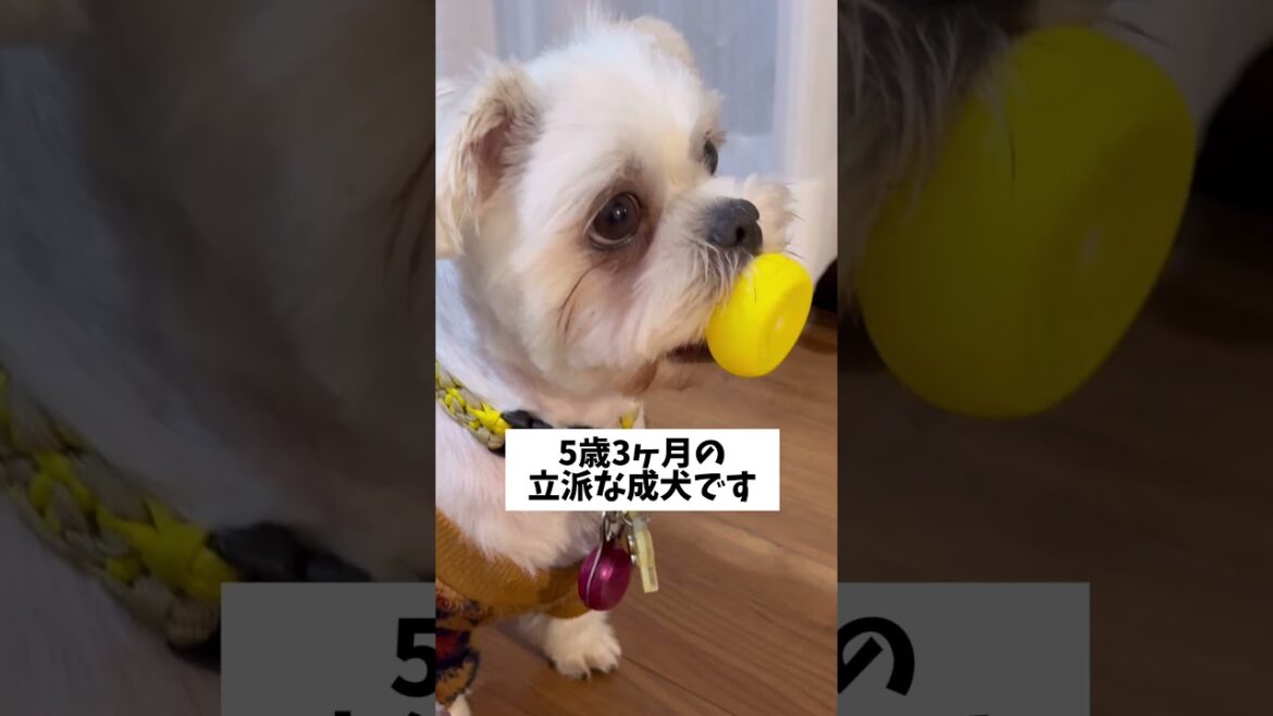 かわいさが渋滞していた愛犬w🐶#シーズー #いぬ #犬 #マルシーズー #わんこ #マルチーズ #