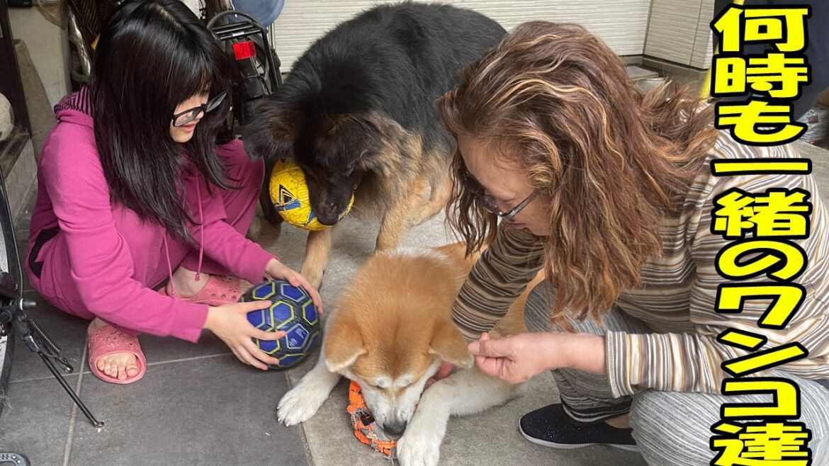 犬達と何時も一緒に過ごします。秋田犬そら、シェパード犬マックと孫達