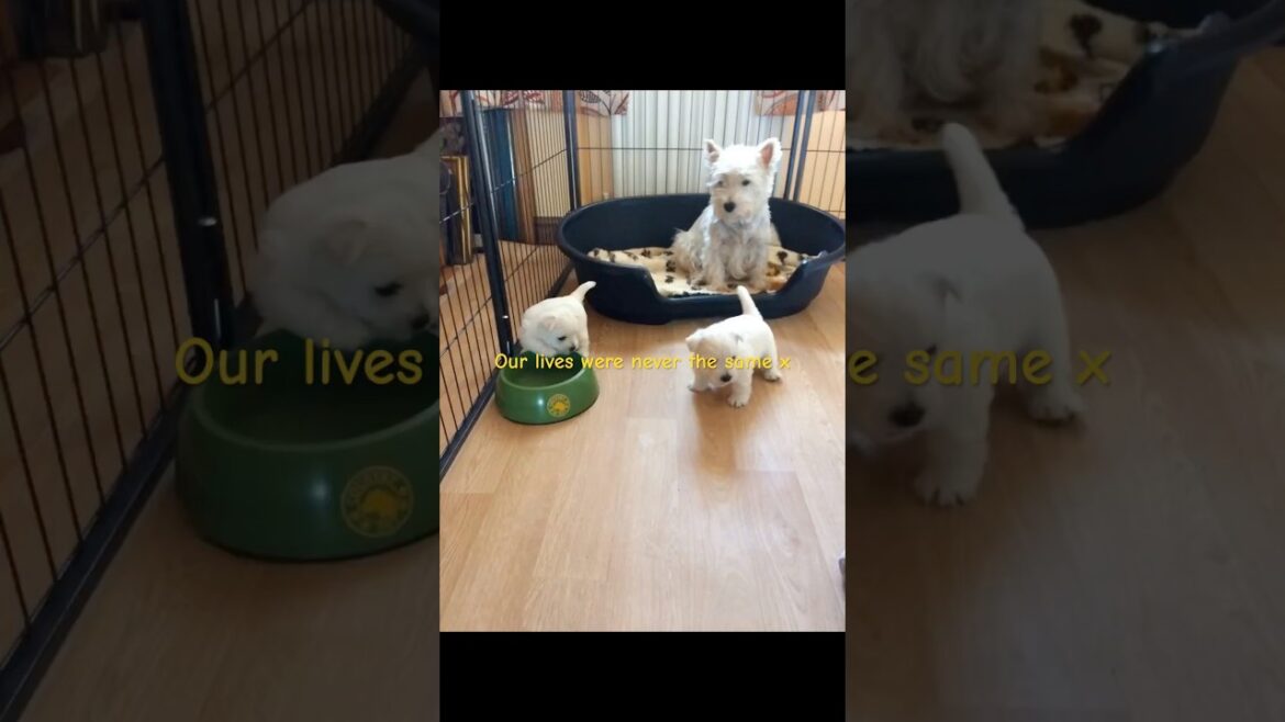 Little Nellie (her story so far)
