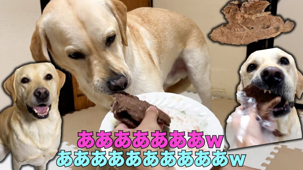 でかいステーキ肉をおいしそうに食べる大型犬がかわいすぎるｗ【ラブラドールレトリバー】