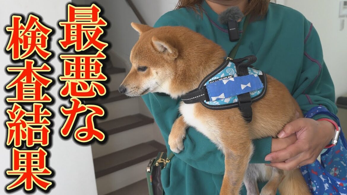 子犬のアレルギー検査の結果に、頭が真っ白になりました・・・