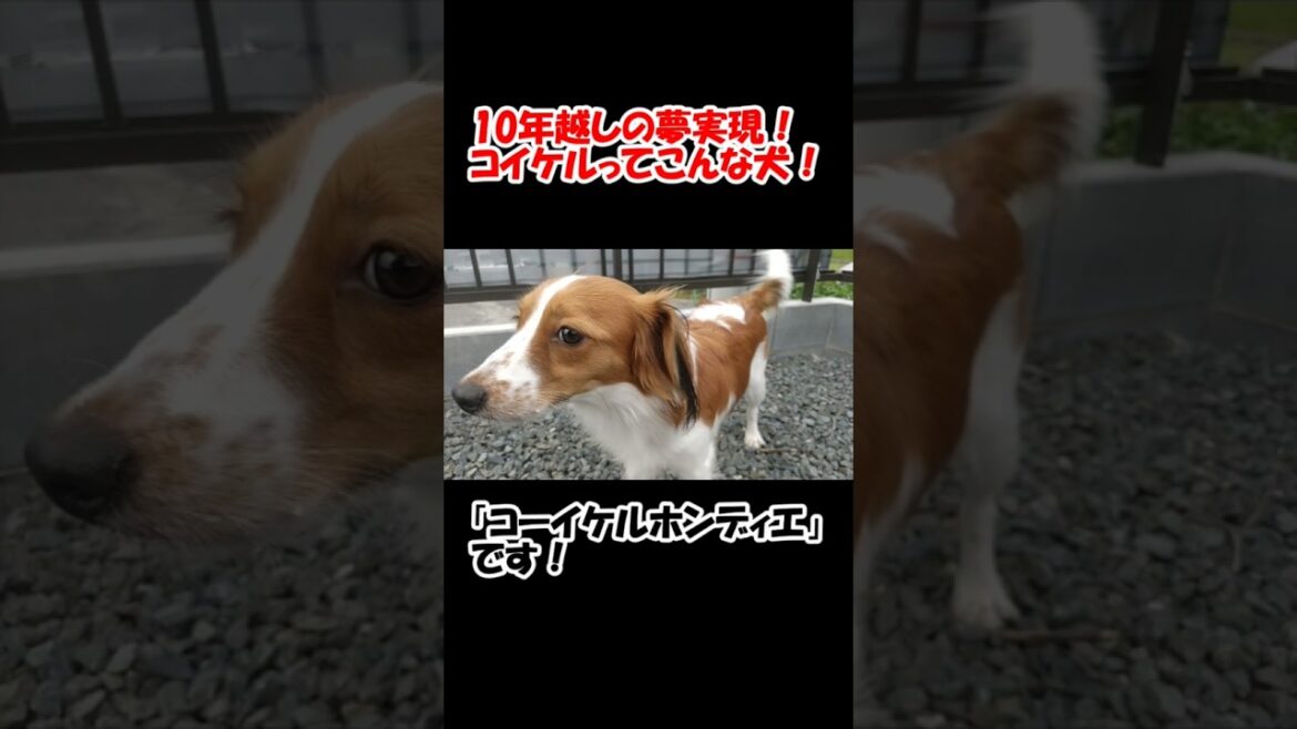 10年越しの夢実現！コイケルってこんな犬！【コーイケルホンディエ】
