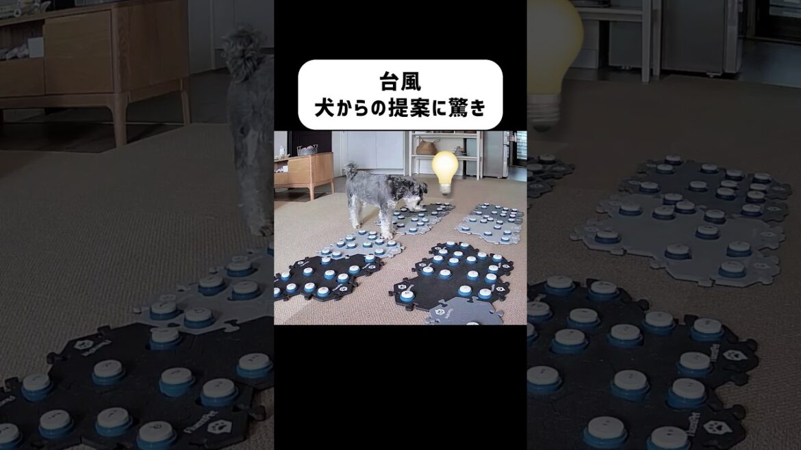 犬からの提案に「そう来たか！」　＃犬 ＃可愛い犬