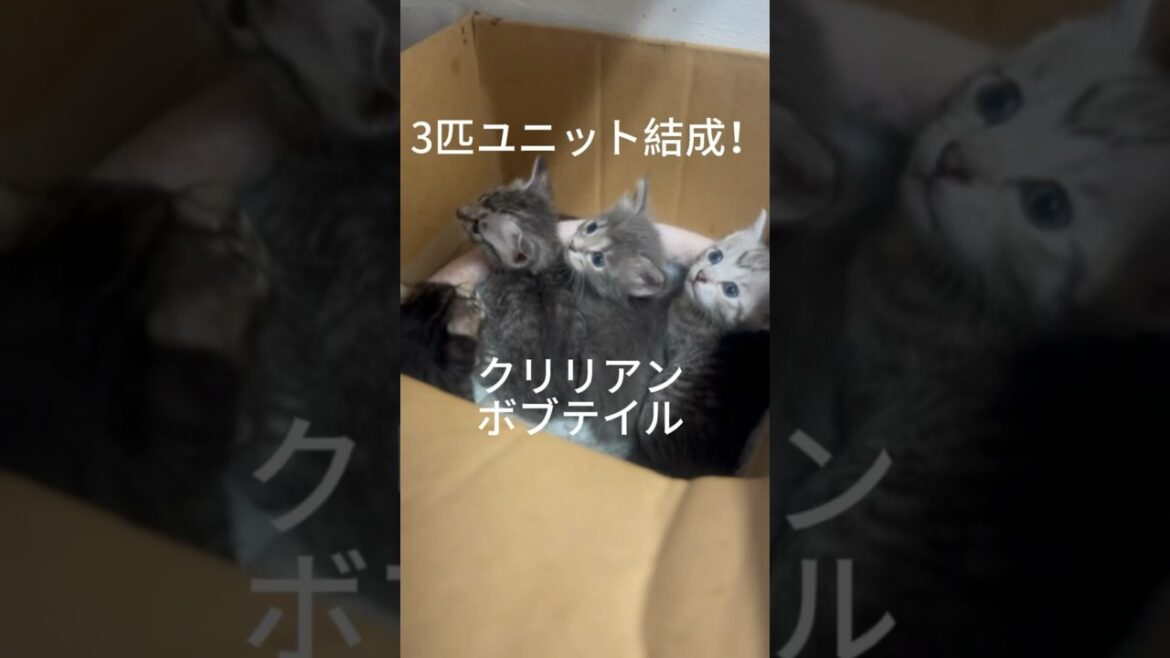 母ちゃん撮影中#クリリアンボブテイル  #cat #かわいい子猫を毎日紹介しています #cuteanimal #cute #かわいい子猫 @kichifrost