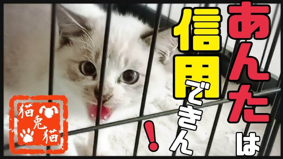 【里親募集中】推定4ヶ月のシャムミックス〜Siamese mix, estimated to be 4 months old〜#保護猫 #三毛猫親子 #シャム猫親子 #保護猫 #にゃんとにゃん 【里親募集中】推定4ヶ月のシャムミックス〜Siamese mix, estimated to be 4 months old〜#保護猫 #三毛猫親子 #シャム猫親子 #保護猫 #にゃんとにゃん